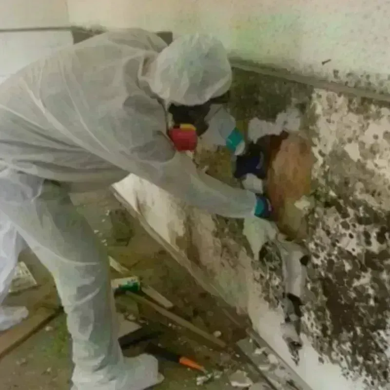 Mold Remediation and Removal in Magna, UT